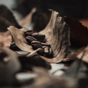 Wild Forest Arabica (250g)