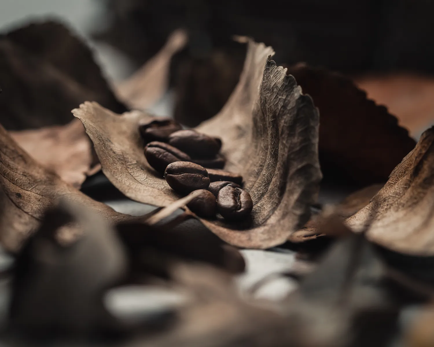 Wild Forest Arabica (250g)